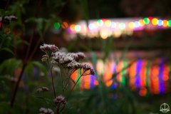 IMG_0508